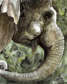 Elefant 24x30.JPG